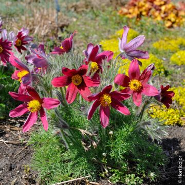 Anémone pulsatille rouge 