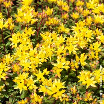 Sedum floriferum