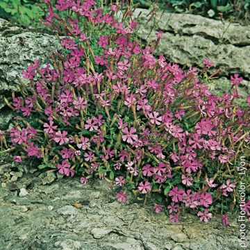 Silene schafta ou silène du Caucase rose