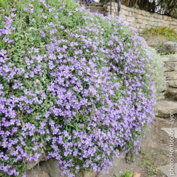 Aubriète bleue