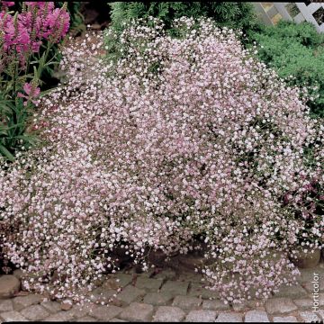 Gypsophila paniculata ‘Flamingo’ ou gypsophile double rose 