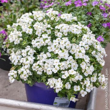 Arabis blanc