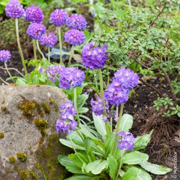 Primula denticulata ou primevère denticulée bleue