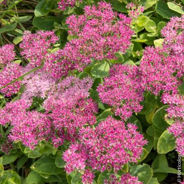 Sedum Spectabilis rose