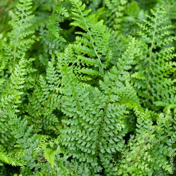 Fougère Polystichum setiferum, polystic à soies ou fougère des fleuristes