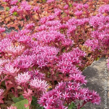 Sedum Spurium rose