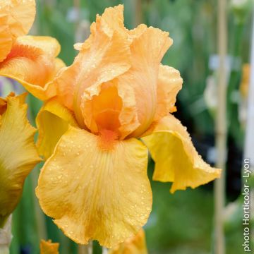 Iris à grandes fleurs Orange Chariot