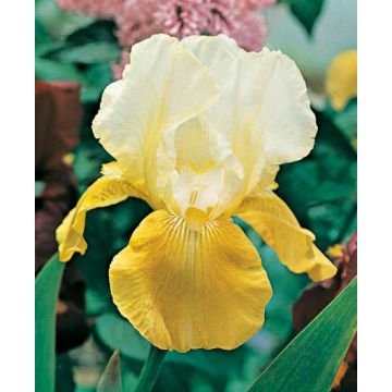 Iris a grandi fiori Pinnacle