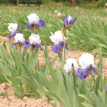 IRIS A GRANDI FIORI MATINETA