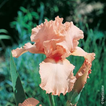 Iris à grandes fleurs ‘Beverly Sills’