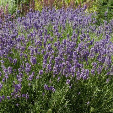 Lavande vraie ou Lavandula angustifolia LesBleus Thierry