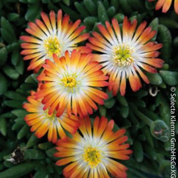 Pourpier vivace ou Delosperma LIDO ® Orange With Eye