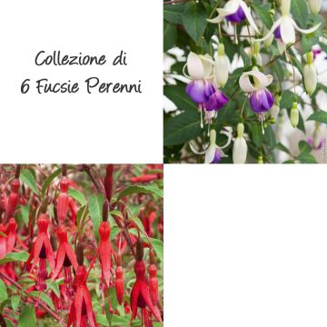 Collezione di 6 Fucsie Perenni