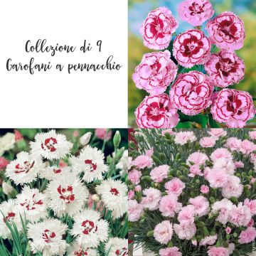 Collection de 9 oeillets anglais ou Dianthus plumarius