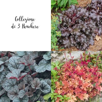 Collezione di 3 Heuchera o Campane di corallo