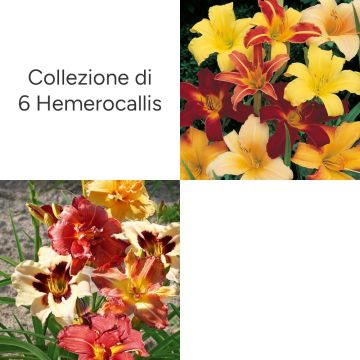 Collezione di 6 Hemerocallis