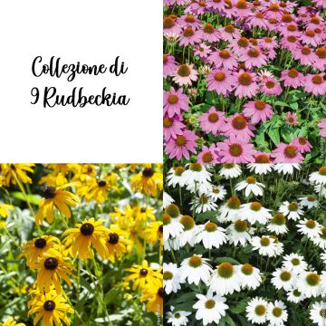 Collezione di 9 Rudbeckia