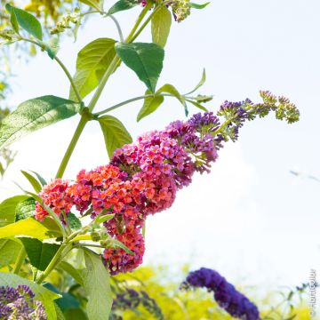 Buddleia Flower Power la pianta