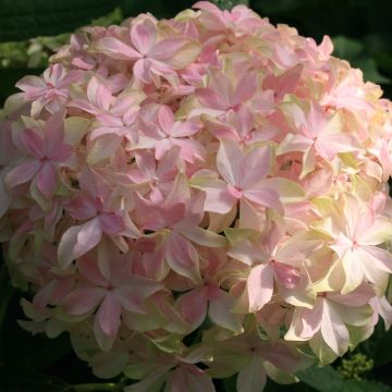Hortensia macrophylla YOU AND ME® Inspire