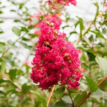 Lagerstroemia Petite Red, Lilla delle Indie rosso