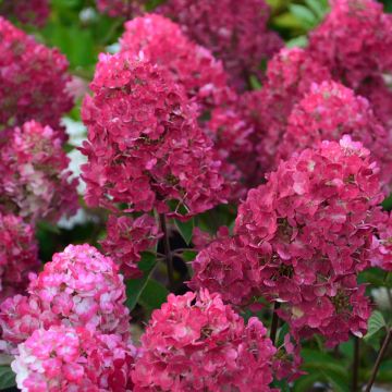 Hortensia hybride ou Hydrangea X scandens FRENCH BOLERO ® 