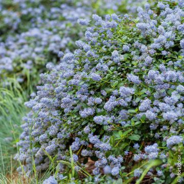 Ceanothus Repens