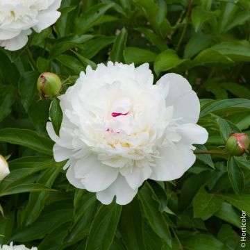 Peonia Lactiflora ibrida Festiva Maxima