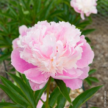 Pivoine Lactiflora Hybride Sorbet