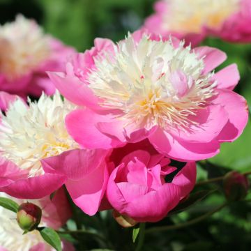 Pivoine Lactiflora Hybride Sarah Bernhardt