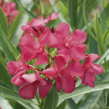 Laurier-rose ou Nerium oleander Claudia