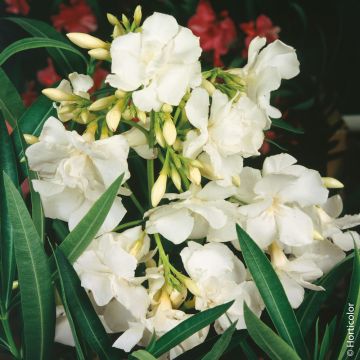 Laurier-rose ou Nerium oleander ‘Mont Blanc’