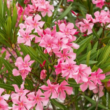 Laurier-rose ou Nerium oleander ‘Margarita’