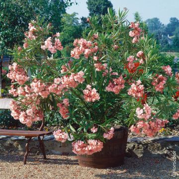 Laurier-rose ou Nerium oleander ‘Provence’ 