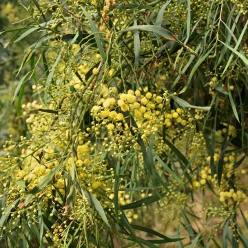 Mimosa Delle 4 Stagioni