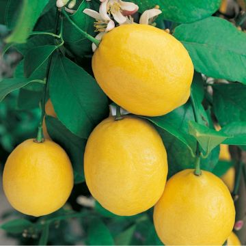 Citrus Limon Meyer