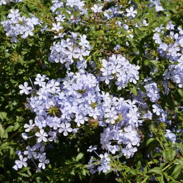 Plumbago du Cap ou dentelaire du Cap