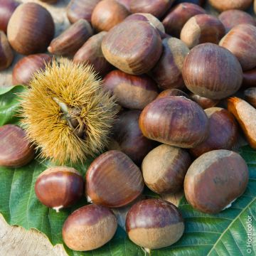 Châtaignier ou Castanea sativa ‘Comballe’