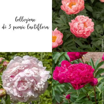 Collezione di 3 peonie lactiflora