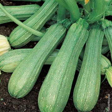 Courgette précoce maraîchère