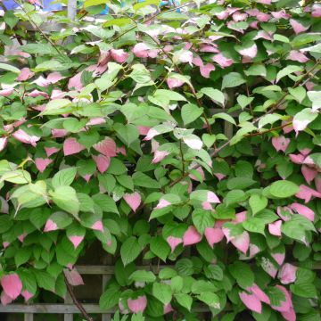 Actinidia kolomikta Eve, kiwi arctique ou kiwi d’ornement femelle