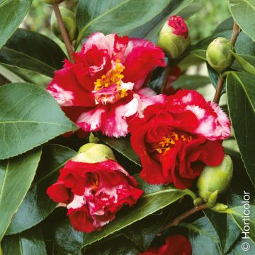 Camélia du Japon Ville de Nantes, Camellia japonica Meilland Richardier