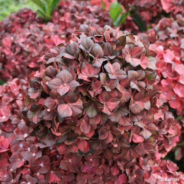 Hortensia hybride ou Hydrangea X scandens FRENCH BOLERO ® 