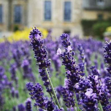 Lavanda Hidcote Blue