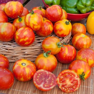 Tomate Tigerella bicolore BIO