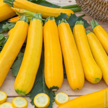 Courgette jaune Gold Rush BIO