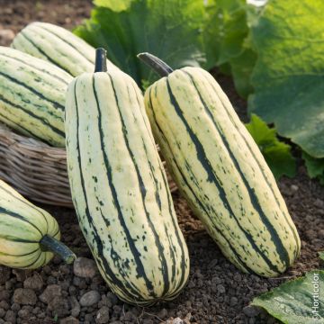 Courge Delicata Sweet Potato BIO