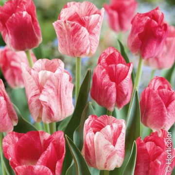 Tulipe simple hâtive WHITE PRINCE ®