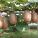 Kiwi femmina, Actinidia deliciosa o Actinidia chinensis ‘Hayward’