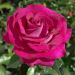 Rosa BELLES RIVES ® Meizolnil
