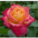 Rosa Oriental PEACE ® Baipeace